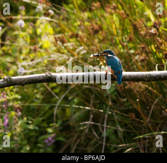 Kingfisher commun avec un petit brochet attrapé Banque D'Images