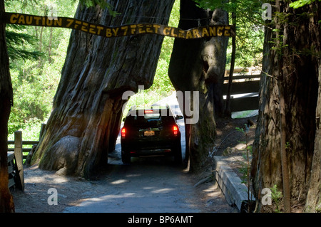 Voiture roulant à travers culte Drive Redwood Tree attraction touristique sur l'Avenue des Géants, Humboldt County, Californie Banque D'Images