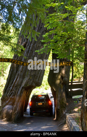 Voiture roulant à travers culte Drive Redwood Tree attraction touristique sur l'Avenue des Géants, Humboldt County, Californie Banque D'Images