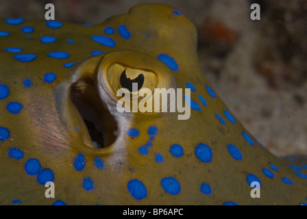 Blue spotted ray, Taeniura lymma, sur le récif autour Seaventures dive site, Cellebes mer, la Malaisie. Banque D'Images