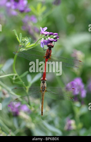 Sympetrum sanguineum, Ruddy vert, une libellule, l'accouplement. Banque D'Images