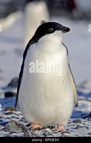 Portrait complet d'un poussin manchot Adélie, avec sa tête vers la droite, dans l'Antarctique Banque D'Images