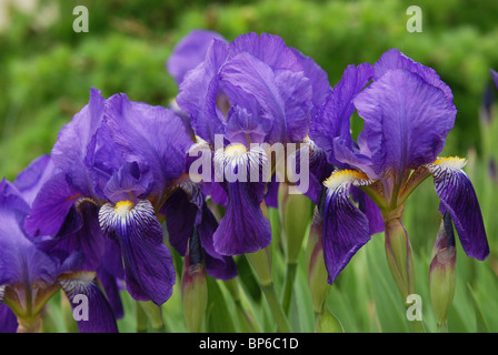 Couleur bleu et violet iris fleurs Banque D'Images