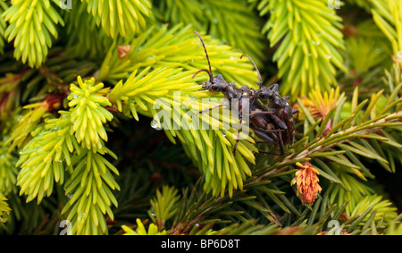 Deux Longhorn Beetles (Rhagium Bifasciatum) l'accouplement sur une branche de pin Banque D'Images