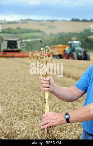 Détail d'une gerbe de blé détenus par un agriculteur arables de Wiltshire dans un champ pendant la récolte du Royaume-Uni Banque D'Images