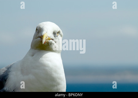 Une mouette à curieusement à la caméra. Banque D'Images