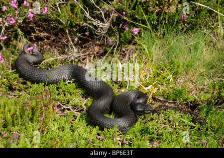 L'additionneur ibérique pyrénéen, Viper, viper Portugais (Vipera seoanei), dans l'habitat individuel melanistic, Portugal Banque D'Images