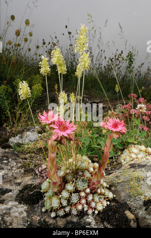 Maison d'araignée araignée, poireau (houseleek Sempervivum arachnoideum), la croissance et la floraison sur les pierres, l'Espagne, Pyrénées, Aran Tal Banque D'Images