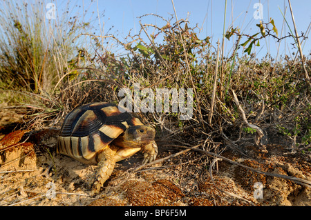 Chat tortue, marginated tortoise (Testudo marginata), dans son biotope naturel, Grèce, Péloponnèse, Messinien Banque D'Images