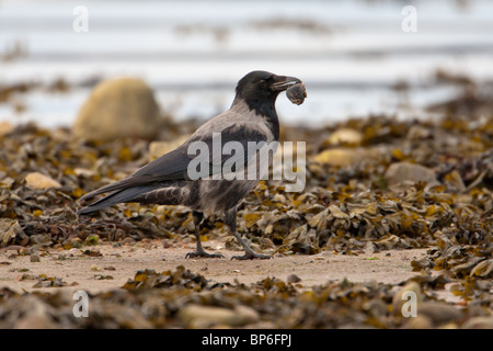 Carrion Crow à capuchon hybride x, Corvus corone Banque D'Images