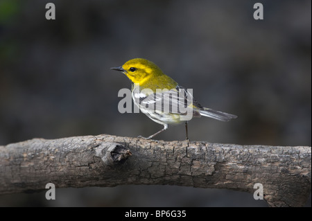 Mâle adulte, la paruline verte à gorge noire en plumage nuptial perché sur une branche Banque D'Images