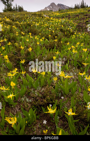 Masses de Glacier-Lily Snow-Lily ou jaune, au lac Ptarmigan, Kananaskis, Rocheuses, Canada Canada Banque D'Images