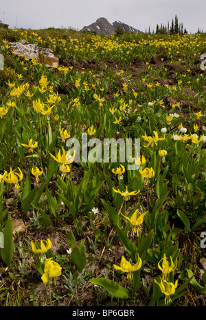 Masses de Glacier-Lily Snow-Lily ou jaune, au lac Ptarmigan, Kananaskis, Rocheuses, Canada Canada Banque D'Images