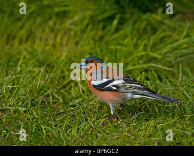 Chaffinch mâle en plumage nuptial Banque D'Images