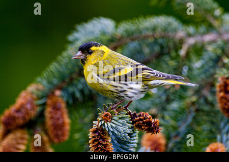 Siskin Carduelis spinus, mâle, sur la direction générale de l'épinette de Sitka Banque D'Images