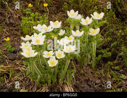 Pasque l'ouest ou de fleurs d'Anémone Anémone, de l'Ouest (Pulsatilla occidentalis occidentalis) dans les rocheuses canadiennes. Banque D'Images