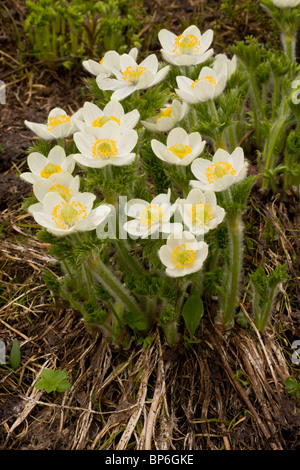 Pasque l'ouest ou de fleurs d'Anémone Anémone, de l'Ouest (Pulsatilla occidentalis occidentalis) dans les rocheuses canadiennes. Banque D'Images