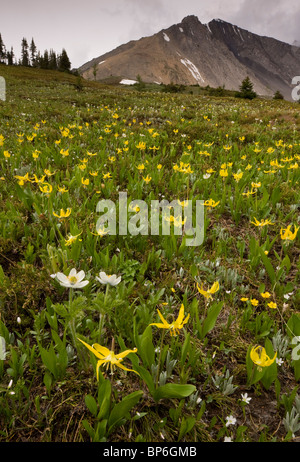 Masses de Glacier-Lily Snow-Lily ou jaune, au lac Ptarmigan, Kananaskis, Rocheuses, Canada Canada Banque D'Images