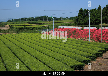 La plantation de thé, Minamikyushu, Kagoshima, Japon Banque D'Images