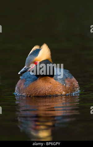 Grèbe esclavon Podiceps auritus, Slavonie Banque D'Images