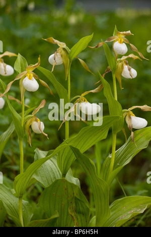 Amas de Mountain-de-passereau Orchid, Cypripedium montanum Waterton NP, Canada ; Banque D'Images