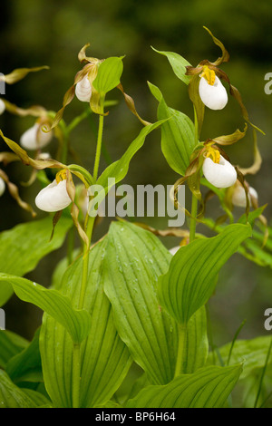 Amas de Mountain-de-passereau Orchid, Cypripedium montanum Waterton NP, Canada ; Banque D'Images