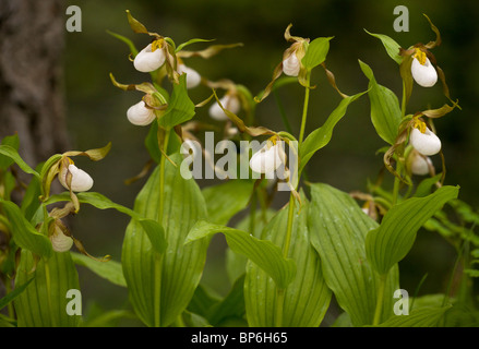 Amas de Mountain-de-passereau Orchid, Cypripedium montanum Waterton NP, Canada ; Banque D'Images