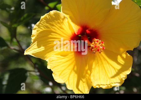 Hibiscus jaune, des jardins botaniques, Lucca, Toscane, Italie Banque D'Images