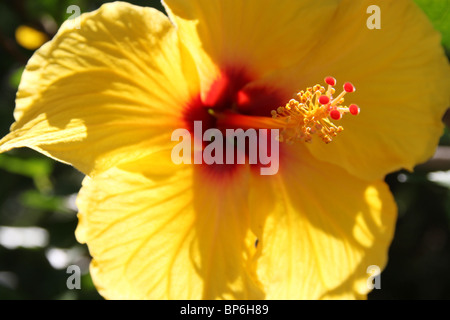 Hibiscus jaune, des jardins botaniques, Lucca, Toscane, Italie Banque D'Images