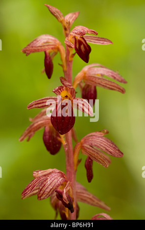 Corail à rayures-racine, Corallorhiza striata, en forêts denses, Canada Banque D'Images