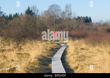 La Réserve des Hautes Fagnes en hiver, Eupen, Province de Liège, Belgique Banque D'Images