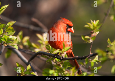 Le Cardinal rouge mâle adulte, perché sur une branche Banque D'Images