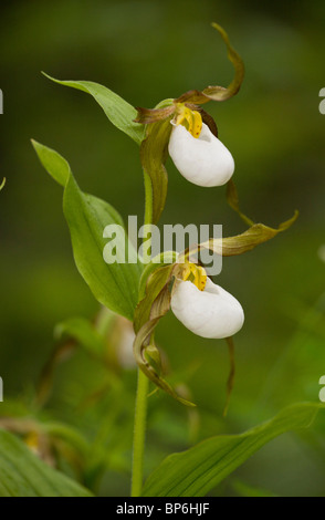 Amas de Mountain-de-passereau Orchid, Cypripedium montanum Waterton NP, Canada ; Banque D'Images