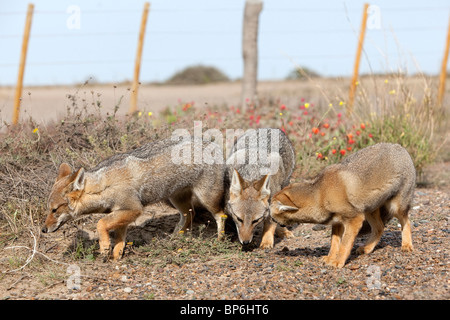 Zorro gris, la Fox (Dusicyon griseus griseus, Pseudalopex). Paire avec chiot devant une clôture. Banque D'Images