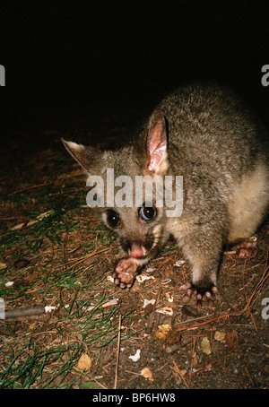 Un brushtail possum sur le terrain la nuit, Melbourne, Victoria, Australie Banque D'Images