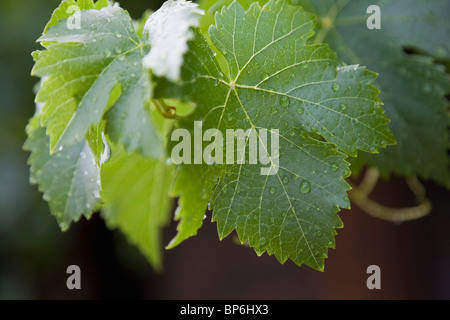 Détail d'une goutte d'eau sur les feuilles de vigne Banque D'Images