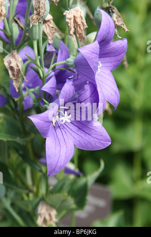 Balloon Flower lamium orvala astra double bleu Banque D'Images