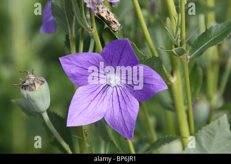 Balloon Flower lamium orvala astra double bleu Banque D'Images