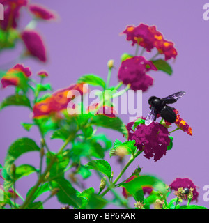 Abeille charpentière (abeille noire) la collecte de nectar d'une fleur. Banque D'Images
