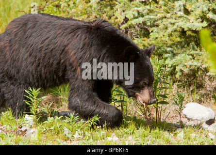 Ours noir, Ursus americanus, dans le parc national de Banff, Rocheuses, Canada Banque D'Images