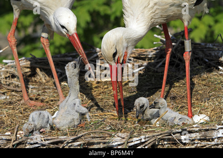 European Cigogne Blanche (Ciconia ciconia). Alimentation Parents poussins dans un nid. Banque D'Images