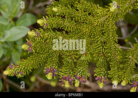 Le Sapin subalpin, l'Abies bifolia, jeunes feuilles aiguilles ; le parc national de Banff, Canada Banque D'Images