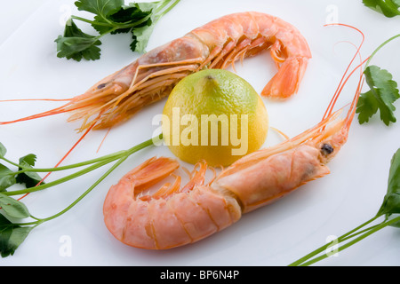 Deux sur un plat blanc crevettes Banque D'Images