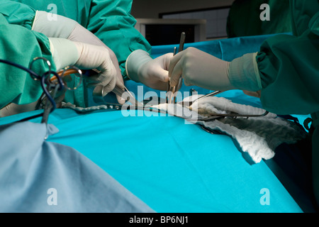 Une équipe de chirurgie sur un patient dans une salle d'opération, l'accent sur les mains Banque D'Images