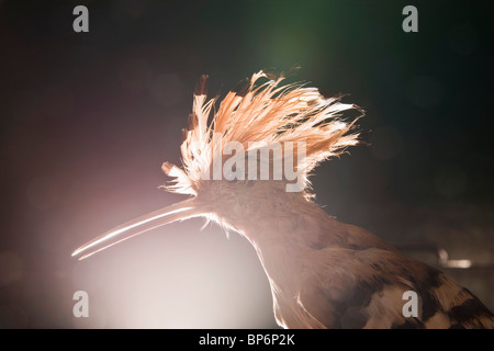 Un oiseau huppe taxidermiques, Upupa epops Banque D'Images