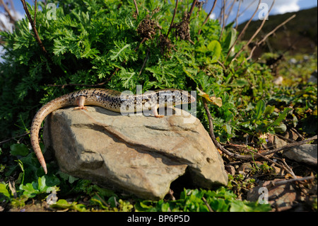 (Chalcides ocellatus ocellated skink, Chalcides ocellatus tiligugu), dans l'habitat, de l'Italie, Sardaigne Banque D'Images