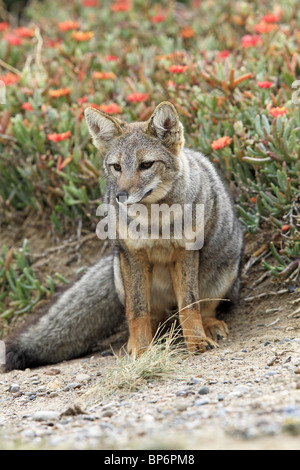 Zorro gris, la Fox (Dusicyon griseus Pseudalopex griseus), adultes, debout devant des fleurs. Banque D'Images