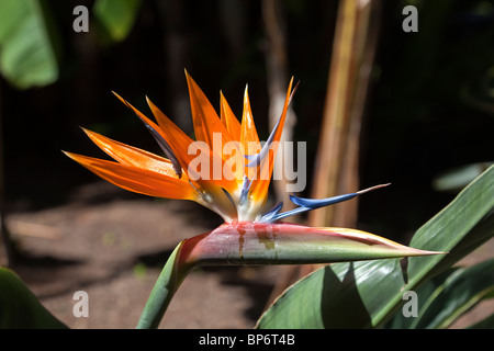 Avec l'usine de Strelitzia flower, Puerto De La Cruz, Tenerife, Canaries, Espagne. Banque D'Images