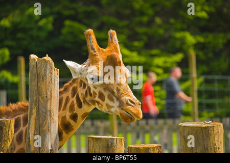 Girafe, Blair Drummond Safari park, Stirling, Stirlingshire, Scotland. Banque D'Images