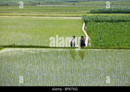 Deux hommes assis au bord de leurs champs de riz à l'extérieur de Dali, Yunnan Province, China Banque D'Images